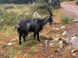 Goats at cheddar gorge