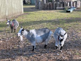 Pygmy goats