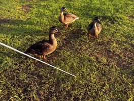 Duck friend
