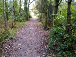 Woodland walk