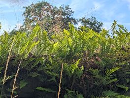 Ferns on the wall.
