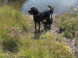 Dogs enjoying a swim at east fleet farm