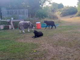 More sheeps