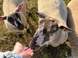 Super friendly sheep that let you stroke them!