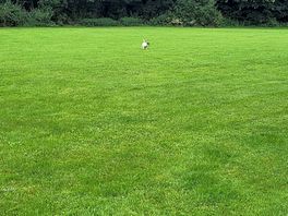 Dog walking field