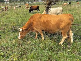 Moo 🤠