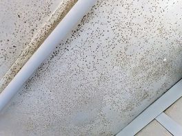Black mould) insects