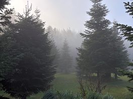 Misty morning among the christmas trees