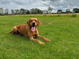 Ace for the dogs to run and play