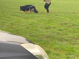 Dog friendly