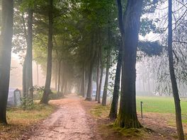 Forest paths