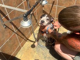 Douche pour chien , c’est génial vraiment.