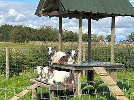 The adorable goats
