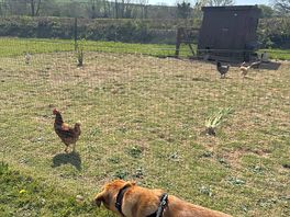 Dexter met chickens for the first time!