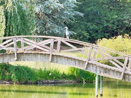 Resident heron