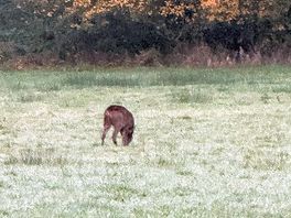 Morning deer