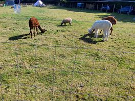 Alpacas pitch