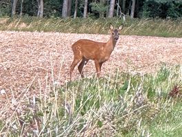 Wildlife