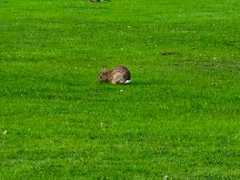Rabbits in the field :)