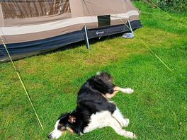 Camping with dogs