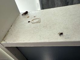 Moths webs flys droppings would u want to use these