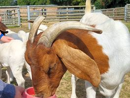 Feeding animals time.