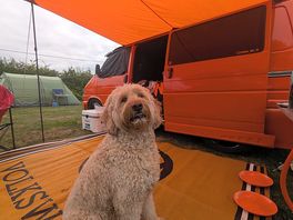 Dub dog