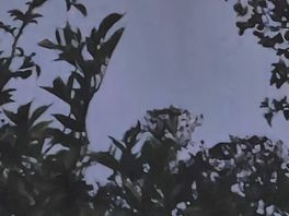Moonlit evenings- a couple of owls seen flying.
