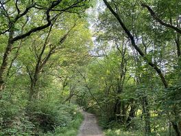 Woodland walk