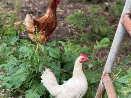 Exploring chickens