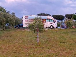 Pitches set amid olive trees