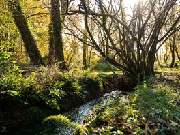 Woodland pitches