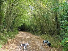 Walks around the campsite