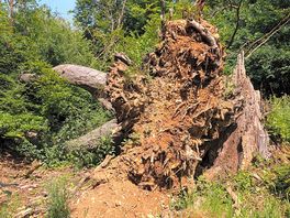 Old trees