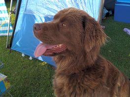 Owners dog