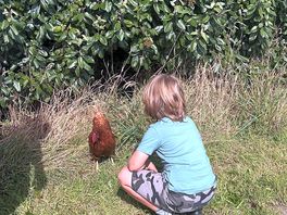 Meeting resident chicken