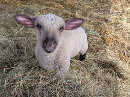 Cute lamb posing for a photo.