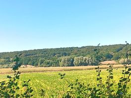 View from the forest walk