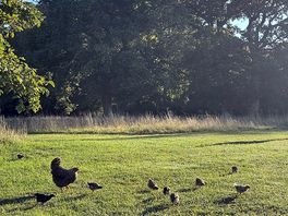 Mama hen with her chicks