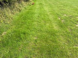 Bottom of the woods on site