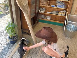 One of the two cats on site