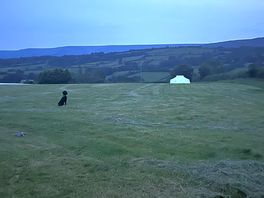 Nelly enjoying watching the rabbits