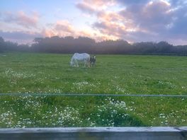 Evening walk to see the horses