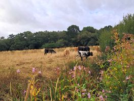 Seeing the cows right by our tent.