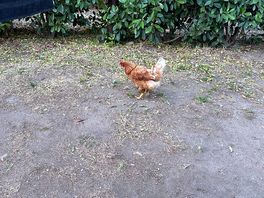 Animaux en liberté