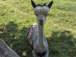 Lamas