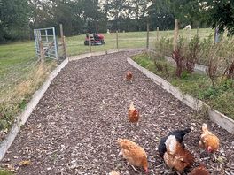 Very friendly free range chickens
