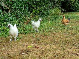 The wandering chickens