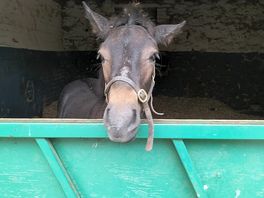 Stables