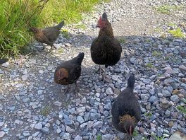 Free range chickens
